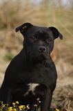 STAFFIE 335